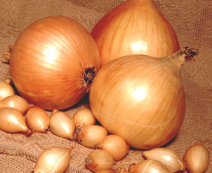 лук